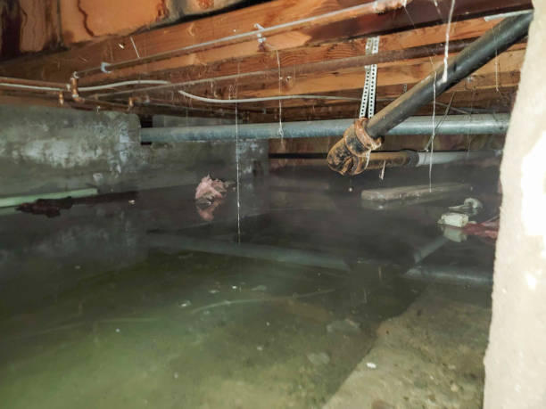 Best Flood damage cleanup  in Cocoa West, FL